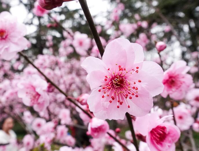 已婚女人梦见粉色桃花是什么意思 梦见粉色桃花预兆什么
